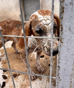 Dalia Zorro Dogsavior Sep25 2