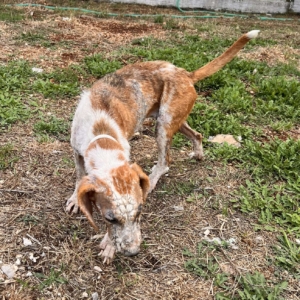 Dalia Zorro Dogsavior Sep25 3