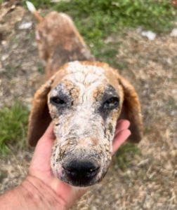 Dalia Zorro Dogsavior Sep25 4