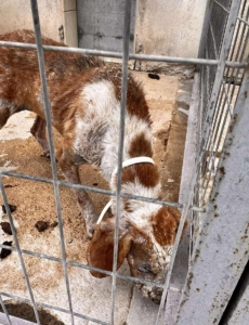 Dalia Zorro Dogsavior Sep25 5