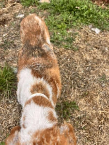 Dalia Zorro Dogsavior Sep25 6