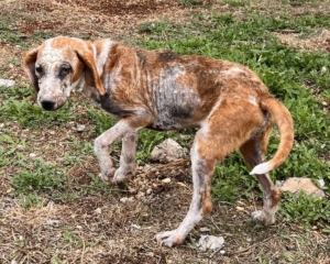 Dalia Zorro Dogsavior Sep25 Beitragsbild