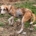 Dalia Zorro Dogsavior Sep25 Beitragsbild