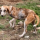Dalia Zorro Dogsavior Sep25 Beitragsbild