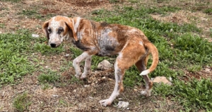 Dalia Zorro Dogsavior Sep25 SocialMedia