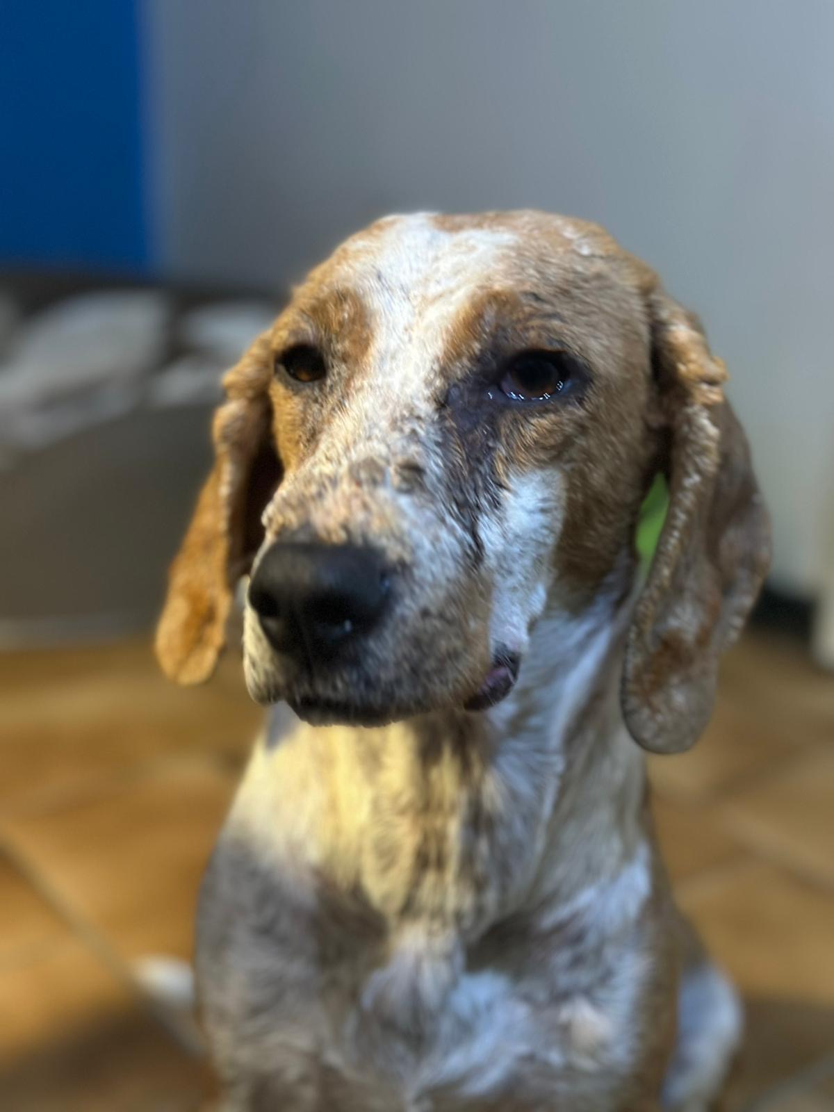 Dalia Zorro Dogsavior Nov25 1