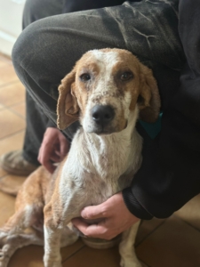 Dalia Zorro Dogsavior Nov25 2