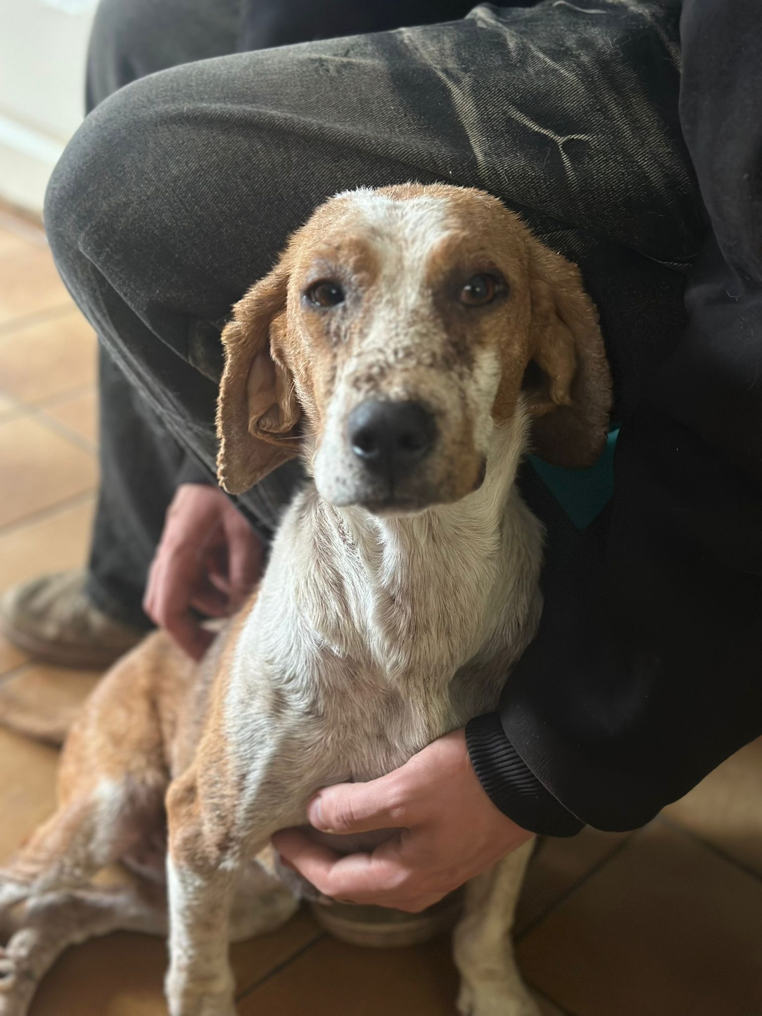 Dalia Zorro Dogsavior Nov25 2