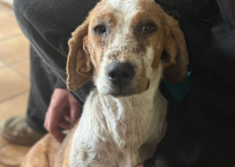 Dalia Zorro Dogsavior Nov25 Beitragsbild