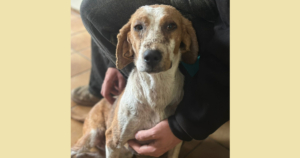 Dalia Zorro Dogsavior Nov25 SocialMedia