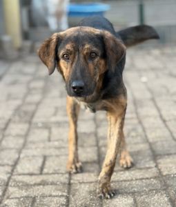 Fanis Zorro Dogsavior Dez25 1