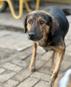 Fanis Zorro Dogsavior Dez25 2