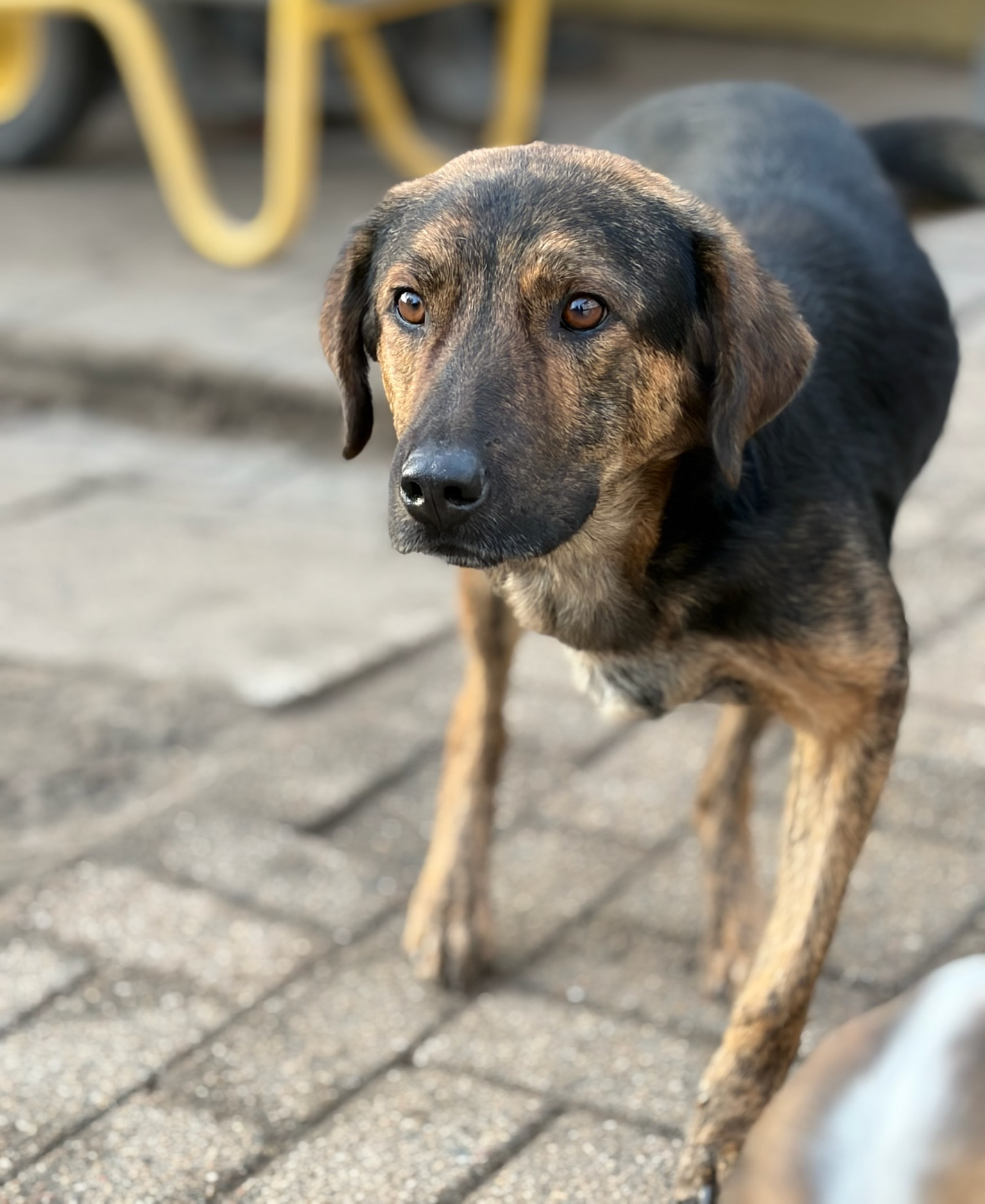 Fanis Zorro Dogsavior Dez25 2