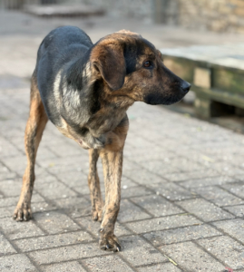 Fanis Zorro Dogsavior Dez25 3