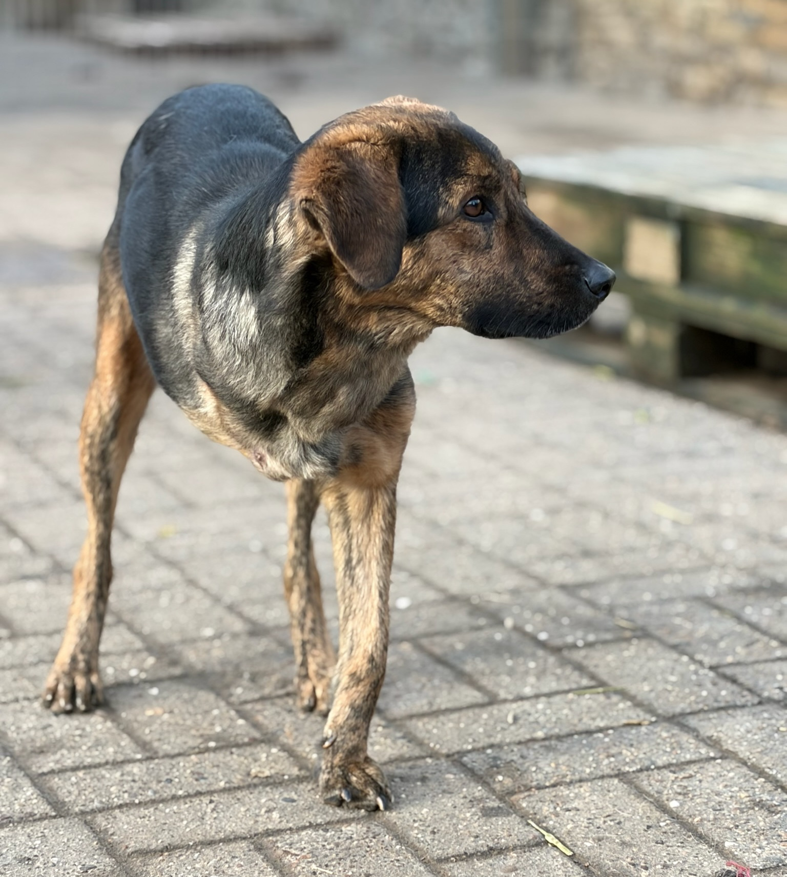 Fanis Zorro Dogsavior Dez25 3