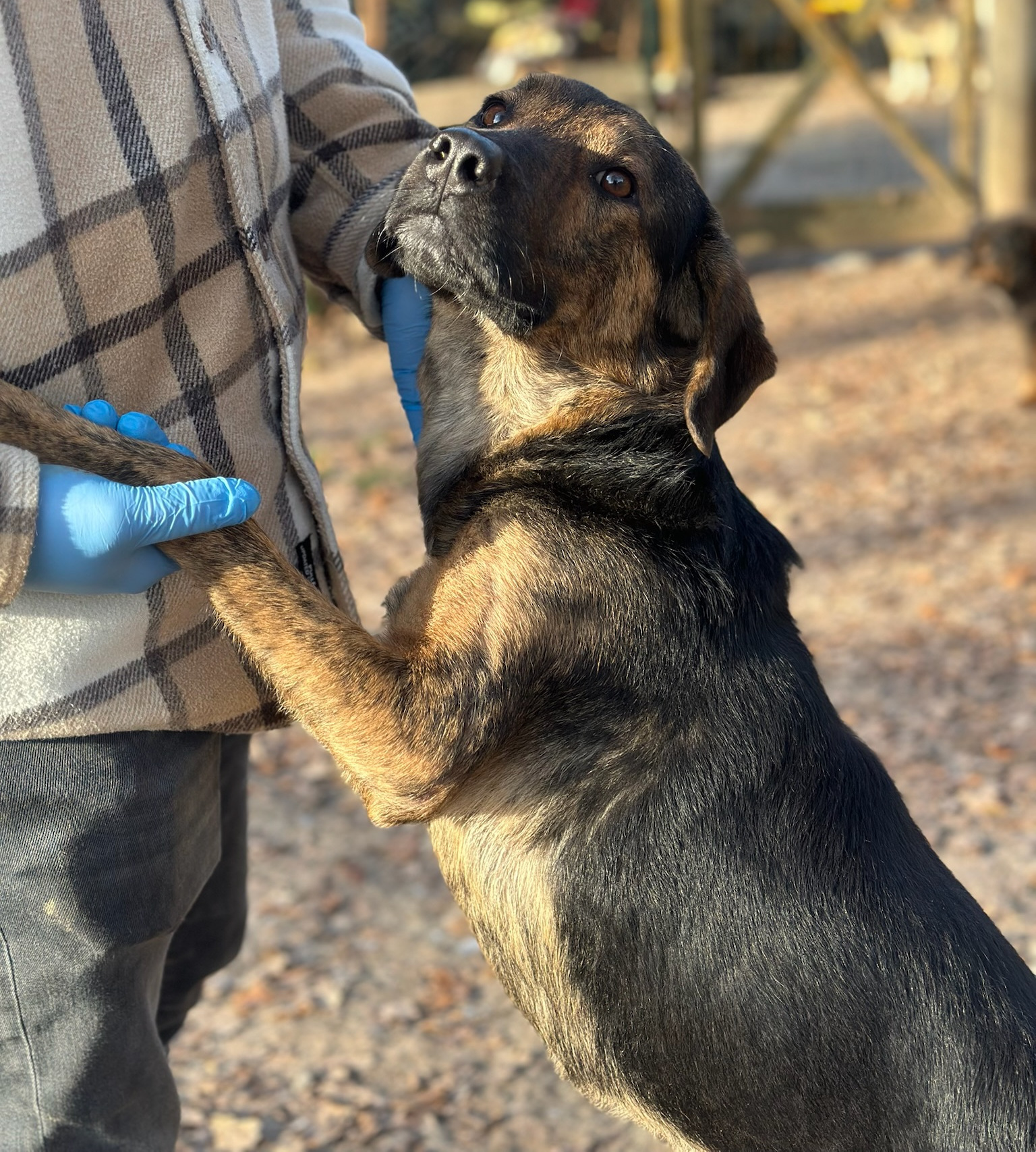 Fanis Zorro Dogsavior Dez25 4