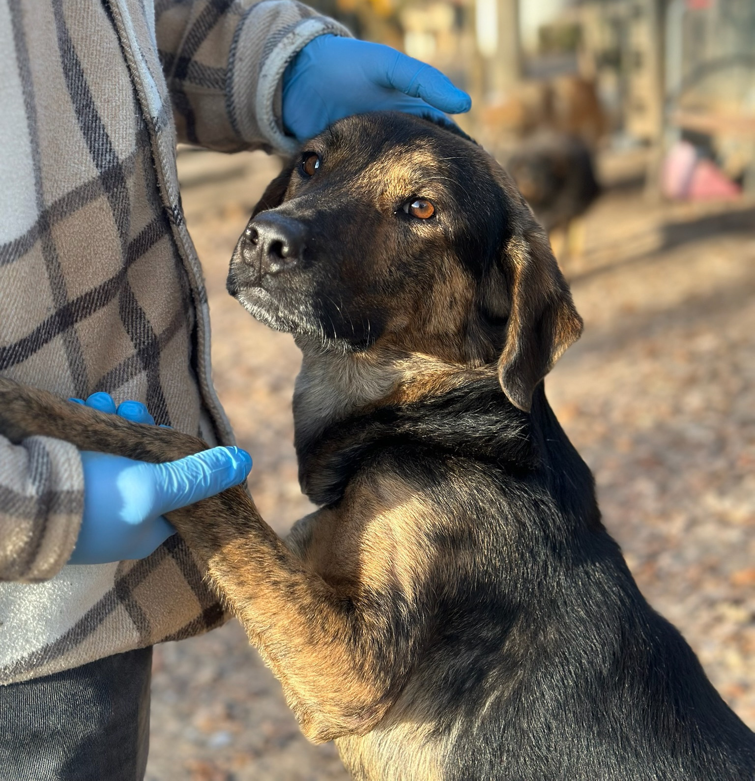 Fanis Zorro Dogsavior Dez25 5