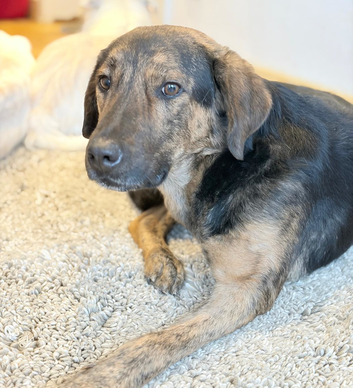 Fanis Zorro Dogsavior Dez25 6