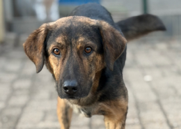 Fanis Zorro Dogsavior Dez25 Beitragsbild