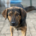 Fanis Zorro Dogsavior Dez25 Beitragsbild