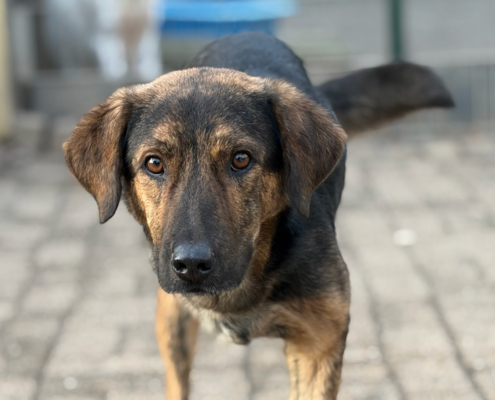 Fanis Zorro Dogsavior Dez25 Beitragsbild