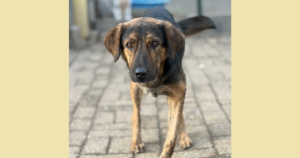 Fanis Zorro Dogsavior Dez25 Social Media