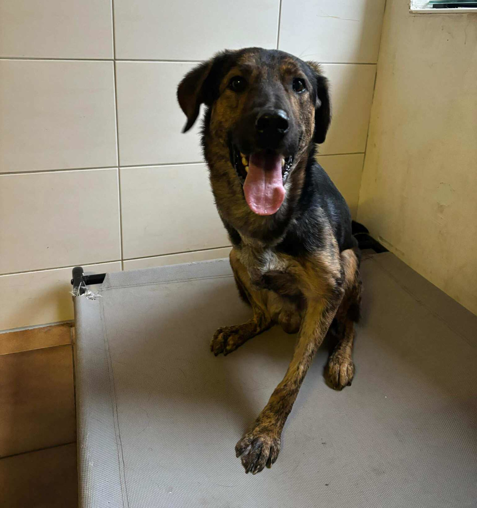 Fanis Zorro Dogsavior Nov25 1