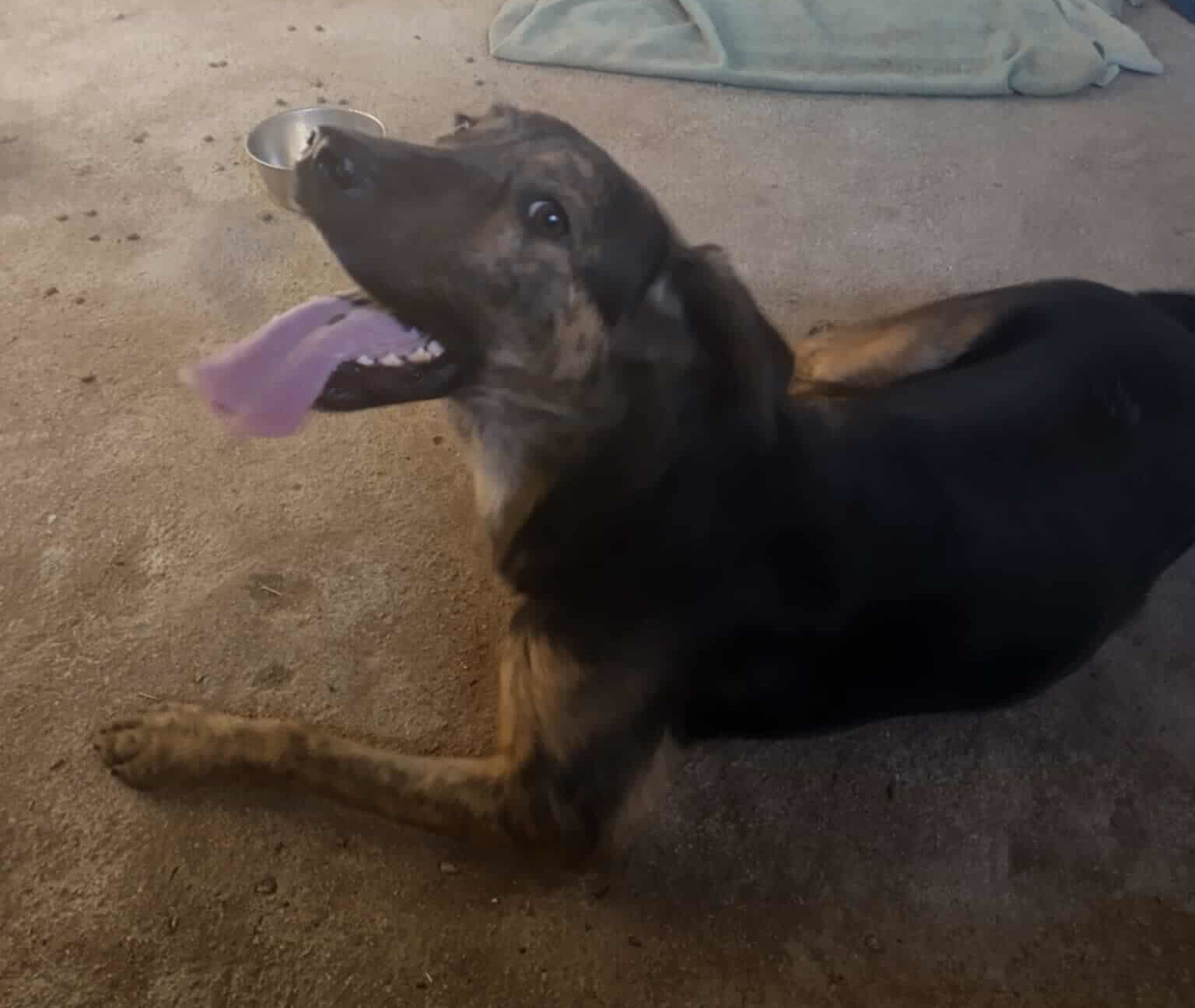 Fanis Zorro Dogsavior Okt25 1