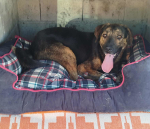 Fanis Zorro Dogsavior Sep25 1