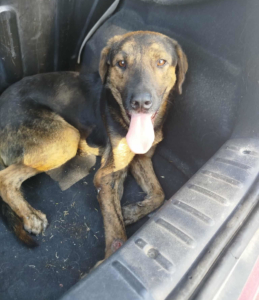 Fanis Zorro Dogsavior Sep25 2