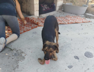 Fanis Zorro Dogsavior Sep25 4