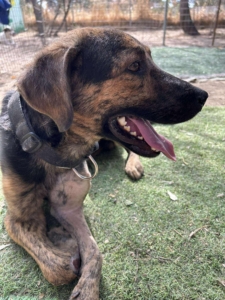 Fanis Zorro Dogsavior Sep25 6