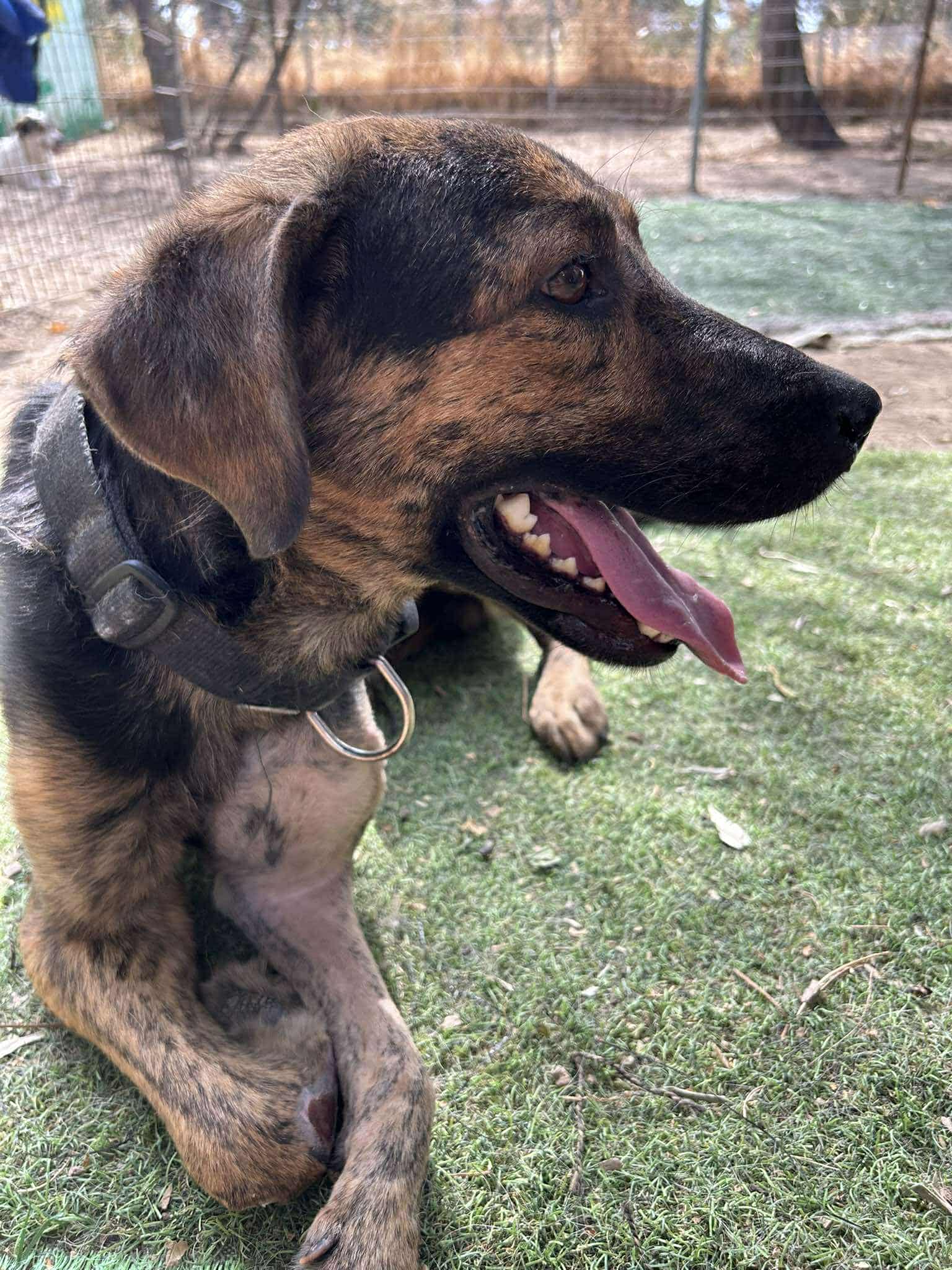 Fanis Zorro Dogsavior Sep25 6