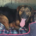 Fanis Zorro Dogsavior Sep25 Beitragsbild