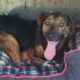 Fanis Zorro Dogsavior Sep25 Beitragsbild