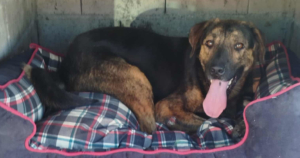 Fanis Zorro Dogsavior Sep25 Social Media