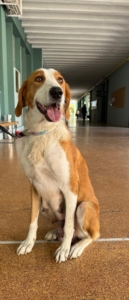 Happy Zorro Dogsavior Sep25 1