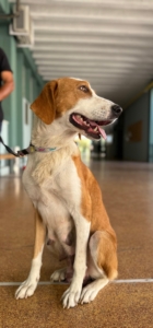 Happy Zorro Dogsavior Sep25 2