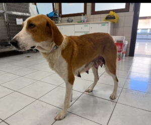 Happy Zorro Dogsavior Sep25 3