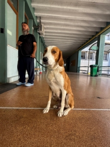 Happy Zorro Dogsavior Sep25 4