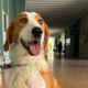 Happy Zorro Dogsavior Sep25 Beitragsbild
