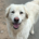 Harris Zorro Dogsavior Sep25 Beitragsbild