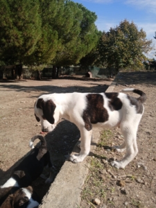 Hector Zorro Dogsavior Okt25 1