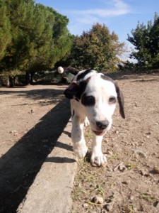 Hector Zorro Dogsavior Okt25 2