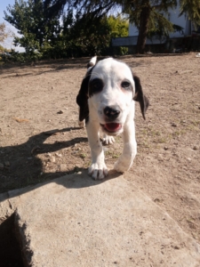 Hector Zorro Dogsavior Okt25 3