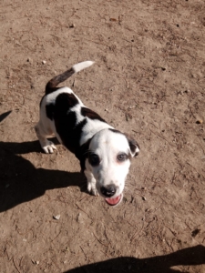 Hector Zorro Dogsavior Okt25 4