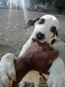 Hector Zorro Dogsavior Okt25 5