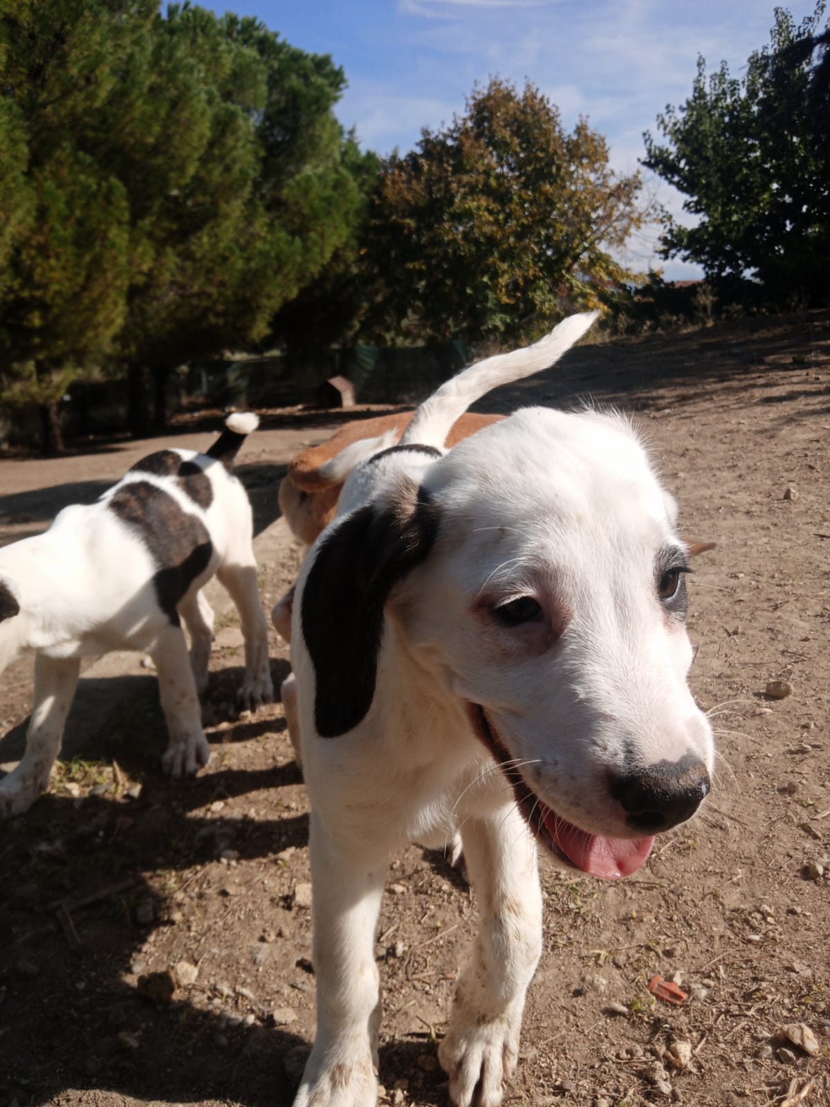 Hector Zorro Dogsavior Okt25 6