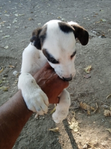 Hector Zorro Dogsavior Okt25 7