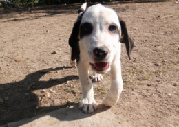 Hector Zorro Dogsavior Okt25 Beitragsbild